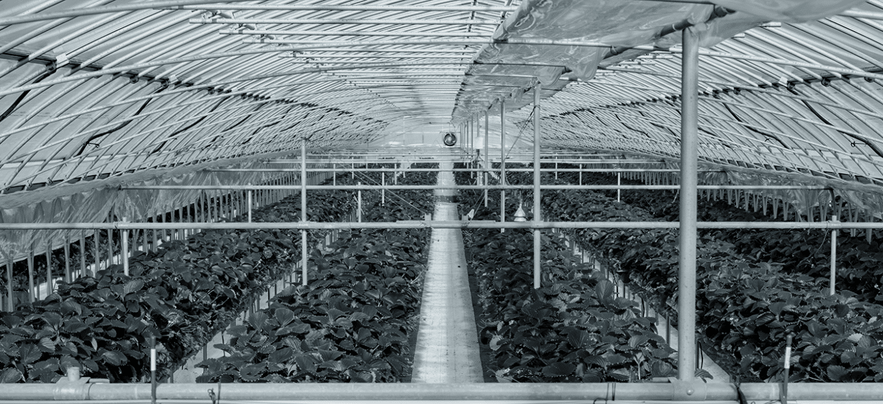 Agriculture / Horticulture <br></noscript> Maraîchage